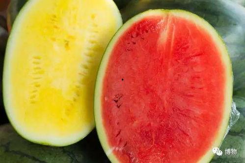 吃瓜满级日月交替