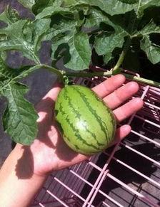 吃瓜满级日月交替