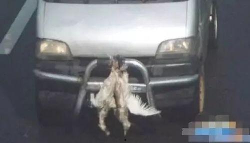 吃瓜群众恩施,吃瓜群众眼中的神秘山城