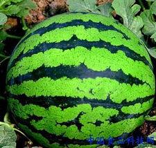 看瓜吃的做法,揭秘看瓜吃的传统习俗与趣味