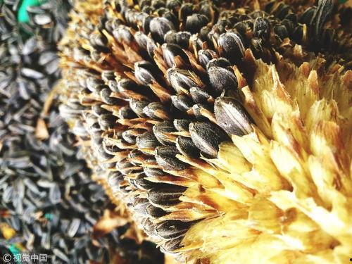 吃瓜子过敏吃瓜,吃瓜也能引发过敏反应