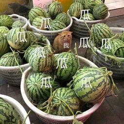 吃瓜娱乐怎么做,如何轻松成为娱乐圈的“瓜农”