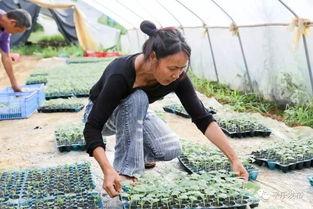 广西桂林女子吃瓜,瓜中藏宝引网友热议