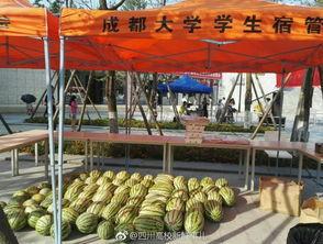 成都一学校吃瓜,揭秘校园生活趣味瞬间