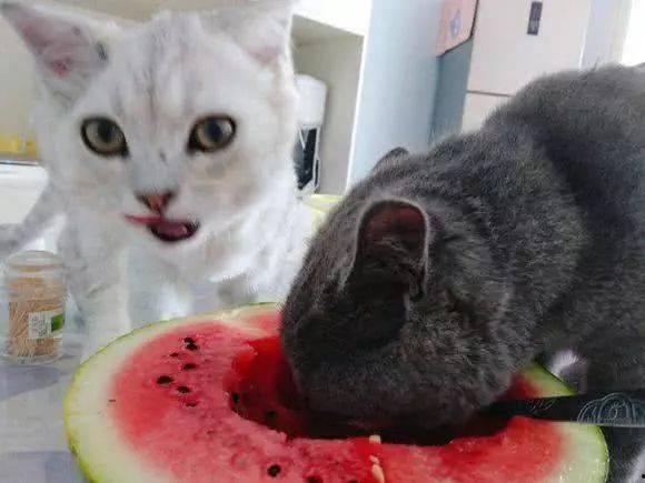 猫九事件吃瓜,揭秘网络舆论风暴背后的真相