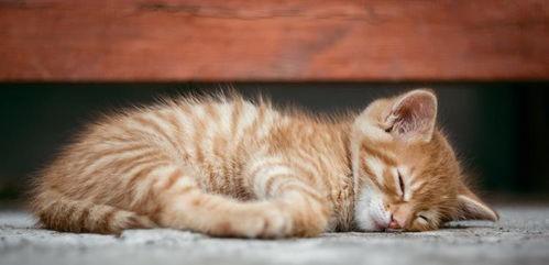 猫九事件吃瓜,揭秘网络舆论风暴背后的真相