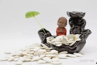 每天吃白瓜,健康生活新选择