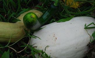 露雪吃瓜,揭秘娱乐圈幕后故事