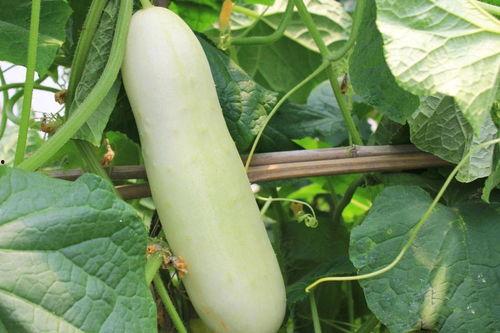 白色瓜可以吃吗,白色瓜果的食用价值与食用指南