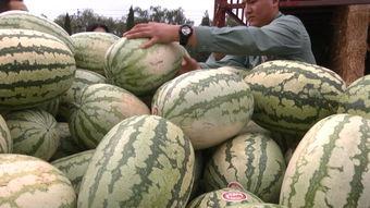 大肥吃瓜,揭秘娱乐圈的甜蜜瓜田