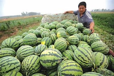 瓜能隔餐吃吗,隔餐食用指南