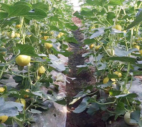 黄色绞瓜熟吃,探索黄色绞瓜的熟食魅力