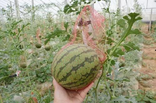 黄色绞瓜熟吃,探索黄色绞瓜的熟食魅力