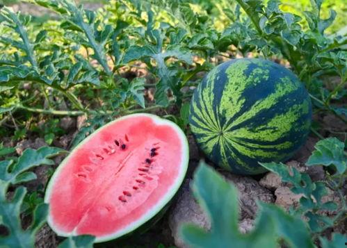 趵突泉吃瓜,探寻趵突泉畔的夏日瓜香