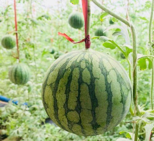 趵突泉吃瓜,探寻趵突泉畔的夏日瓜香