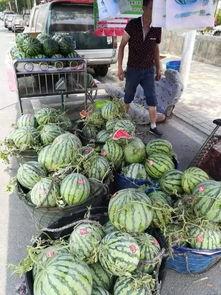 盘锦网红吃瓜事件,一场网络狂欢背后的真相揭秘