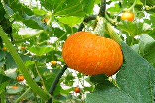 韩城吃瓜 主角,揭秘主角的美食冒险之旅