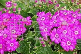 吃瓜叶菊,揭秘植物界的“绿色美食”