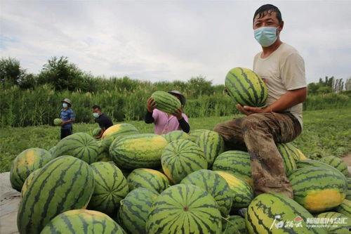 初恋纪念日 吃瓜,重温那段青涩岁月的纪念日