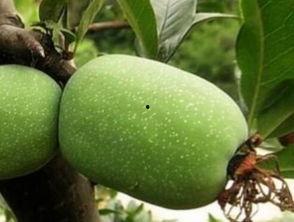 小鱼海棠吃瓜网址,揭秘神秘吃瓜网址背后的故事