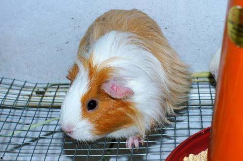 豚鼠吃羊瓜吗,探究它们对羊瓜的喜爱程度