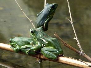福州吃瓜青蛙,探寻美食背后的故事与传奇