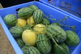 石家庄吃瓜群,揭秘本地热门事件背后的故事