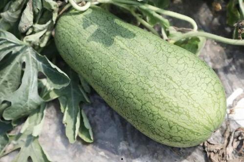 夏天吃的瓜有,清凉解暑的夏日美食之旅