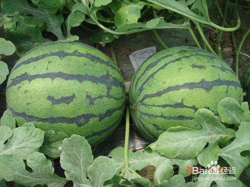 夏天吃的瓜有,清凉解暑的夏日美食之旅