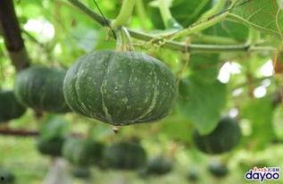 吃千种瓜,尽享人生百味