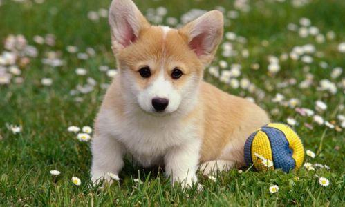 整天吃瓜正常吗,揭秘日常饮食中吃瓜的合理性