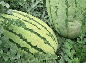 圆形翠绿瓜怎么吃,翠绿圆形瓜的美味食法揭秘