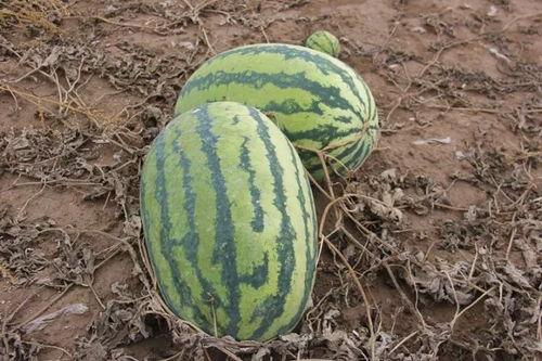 镇关西吃瓜,一场闹剧背后的社会现象解析