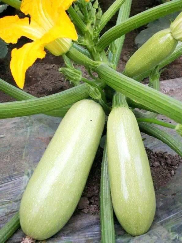 孕期吃西葫芦瓜,西葫芦瓜的营养价值与食用建议