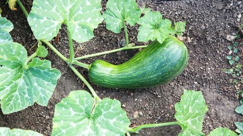 瓠瓜是西瓠瓜吗怎么吃,辨别与美味烹饪指南