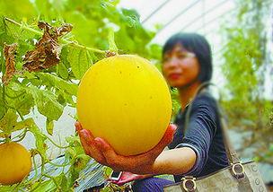 珠海女生 吃瓜,吃瓜背后的社会现象解析