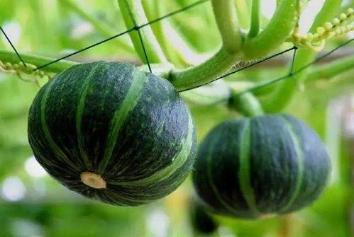 吃瓜写真图,揭秘吃瓜写真图背后的故事