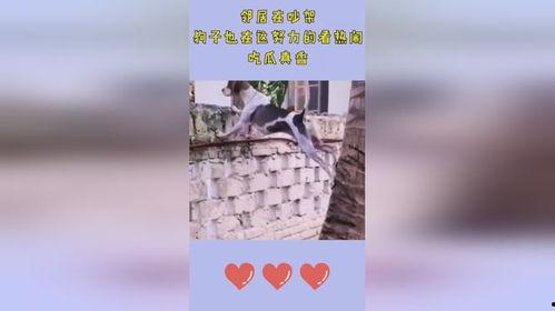 狗吃瓜邻居吵架,狗咬瓜根引出邻里纷争