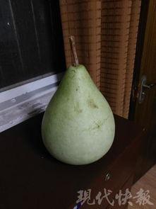 吃瓜吃到自家,揭秘娱乐圈的“瓜田”风云