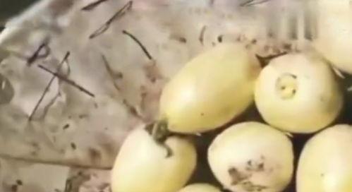 吃瓜吃到自家,揭秘娱乐圈的“瓜田”风云