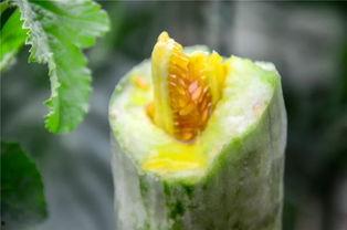 鞍山网红吃瓜,揭秘幕后故事与热门话题