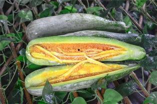 鞍山网红吃瓜,揭秘幕后故事与热门话题