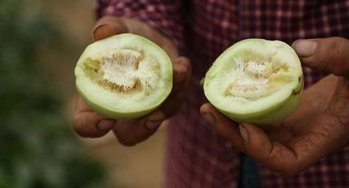 吃瓜直播杨桃,杨桃的甜蜜诱惑，带你领略直播新风尚