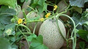 吃完鱼肉可不可吃哈密瓜,揭秘吃完鱼肉后能否享用哈密瓜的饮食奥秘