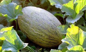 手麻可不可以吃哈密瓜,手麻症状与哈密瓜食用关系的探讨