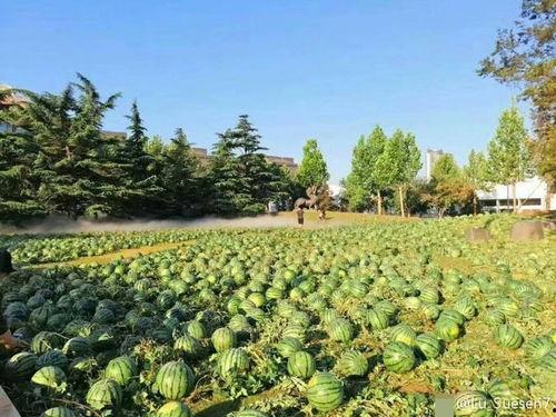 吃瓜校园网,吃瓜校园网带你领略校园风云