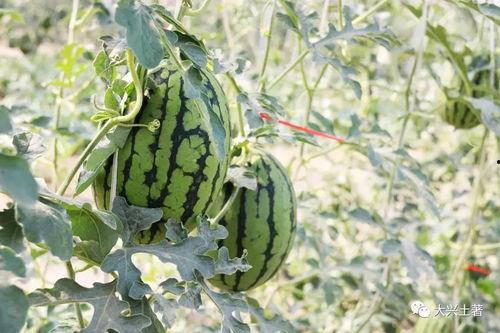 网红吃瓜在哪吃